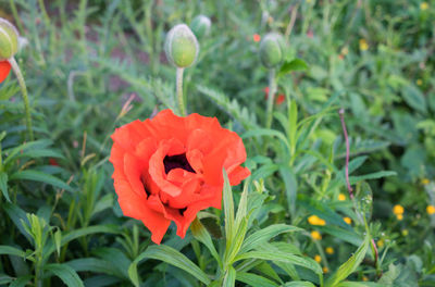 Close-up of poppy blooming outdoors