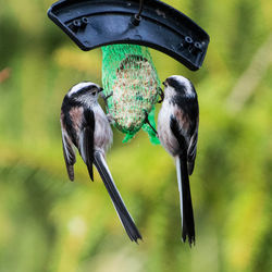 Close-up of bird perching on feeder