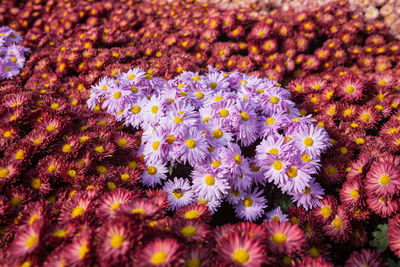 Close-up of fresh purple flowers blooming in park