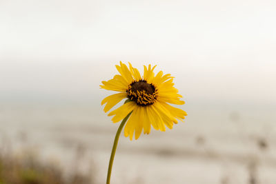 Close-up of yellow flowering plant