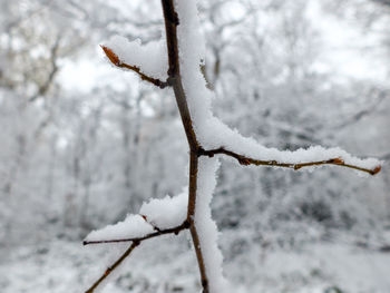 Close-up of dead plant on snow covered field