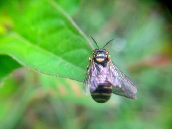 Close-up of insect on leaf