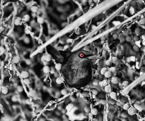 Close-up of bird perching on fence