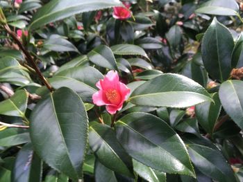 Close-up of pink flowering plant