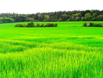 Scenic view of rice field against clear sky