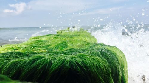 Close-up of fresh green grass on beach against sky