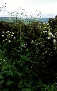 Close-up of plants against sky