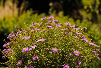 Close-up of purple flowers blooming in field