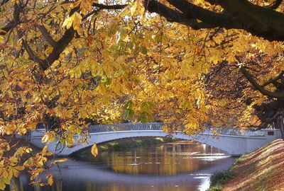 Close-up of maple tree at park during autumn