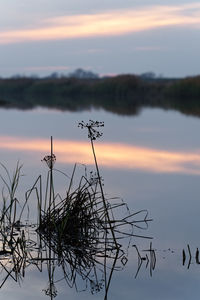 Silhouette plants by lake against sky during sunset