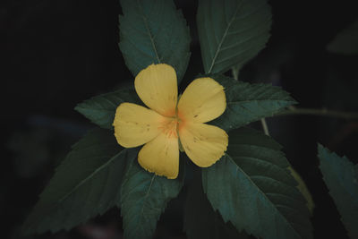 Close-up of yellow flowering plant