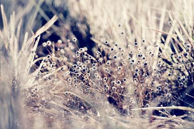 Close-up of plant against blurred background