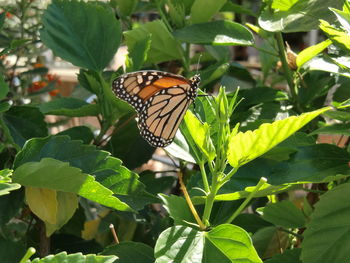 Butterfly perching on plant