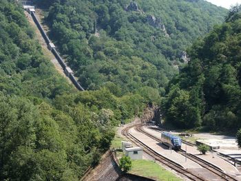 Trees growing by railroad tracks