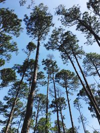 Low angle view of trees against sky