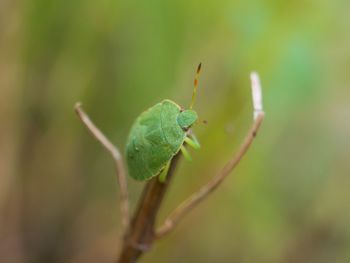 Close-up of insect on leaf