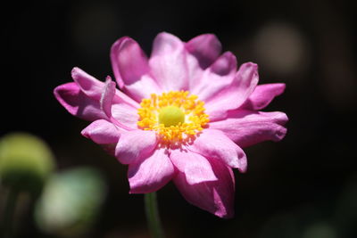 Close-up of pink flower