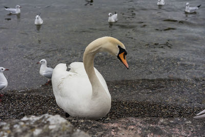 View of swans in calm water