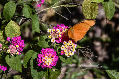 Close-up of butterfly pollinating on pink flower