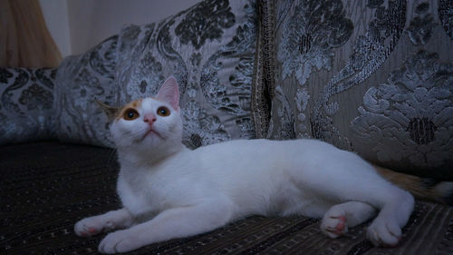 Portrait of cat in bedroom