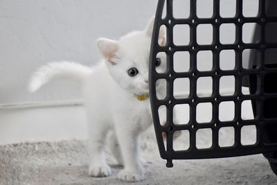 Portrait of white cat