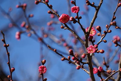 Low angle view of cherry blossoms