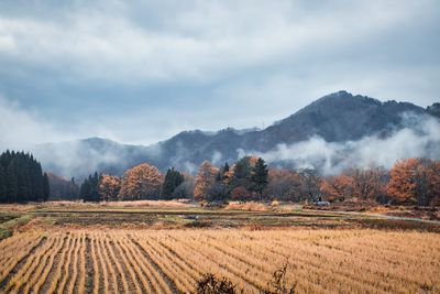 Scenic view of agricultural field against sky