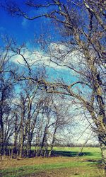 Bare trees on landscape against blue sky