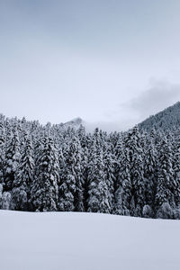 Pine trees on snow covered field against sky