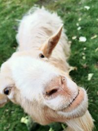 Close-up of white goat on field