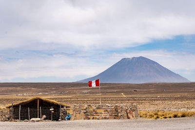 Alpaca held on the altiplano in front of the misti-volcano