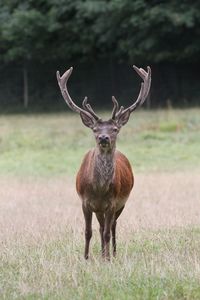 Portrait of deer standing on field