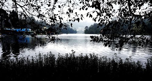 Reflection of trees in water