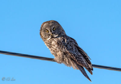 Low angle view of owl perching on branch against blue sky