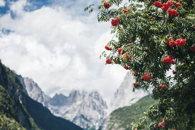 Fruits growing on branches against cloudy sky