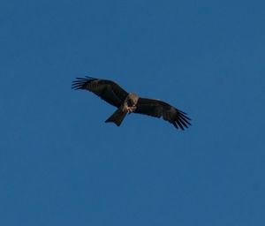 Low angle view of eagle flying in sky