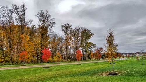 Trees on field against sky during autumn