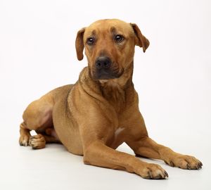 Close-up of a dog over white background