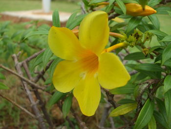 Close-up of yellow flower