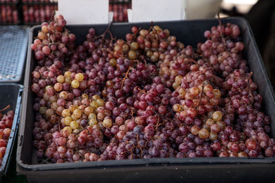 Bunches of red flame grapes in a basket sold at a farmers market 