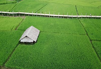 High angle view of agricultural field