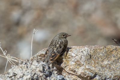 Sparrow perching on rock