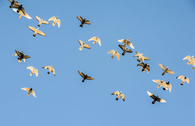 Low angle view of birds flying against clear blue sky