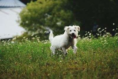 Dog on grass