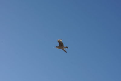 Low angle view of bird flying against clear blue sky