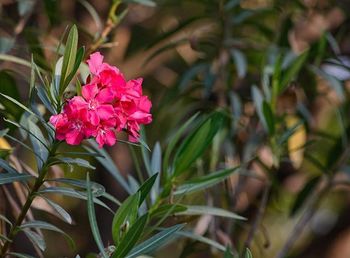 Close-up of pink peony plant