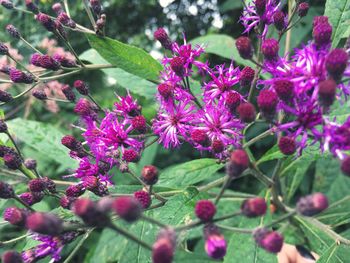 Close-up of purple flowers blooming outdoors