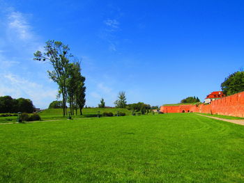 Trees on field against blue sky