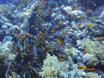 High angle view of fish swimming by coral reef undersea