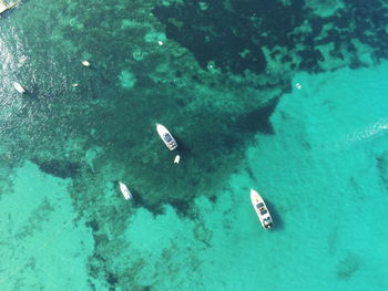 High angle view of jellyfish swimming in sea